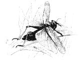 Locust (Gryllus migratorius), Heb. ARBeH, also translated `grasshopper`